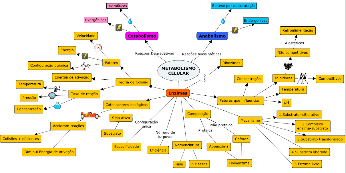 Mapas mentais no aprendizado do Metabolismo Microbiano – brenobrito7